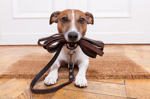 Dog Restrictions on Pembrokeshire Beaches